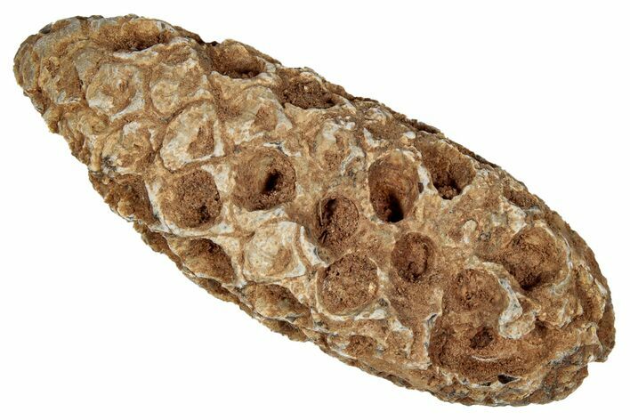 Fossil Cycadophyte Seed Cone - Boujdour, Morocco #349097